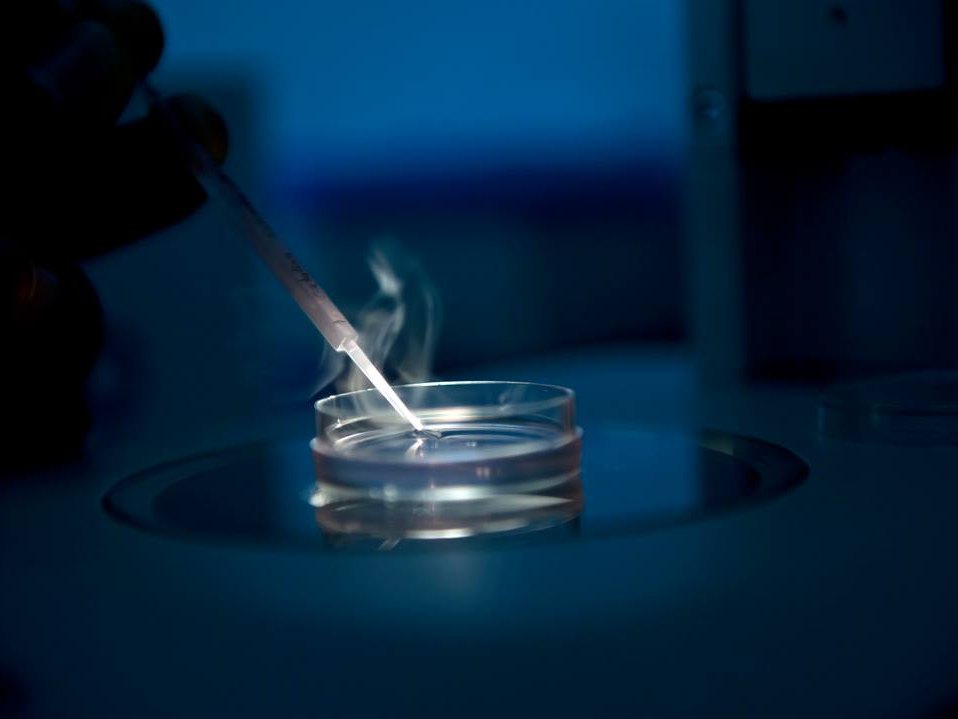 Embryo culture dish being handled in the IVF laboratory